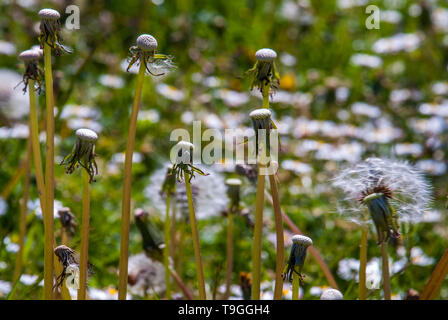 Malva Sylvestris ist eine Pflanzenart aus der Gattung der Malve Malva in der Familie der Malvaceae und gilt als die einzige Art der Gattung zu sein. Stockfoto