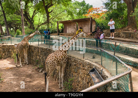 Rothschild Giraffen (Giraffa Plancius Rothschildi) Stockfoto