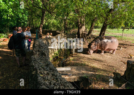 Touristen stehen durch eine Wand beobachten ein nilpferd (Hippopotamus amphibius), Haller Park, Mombasa, Kenia Stockfoto