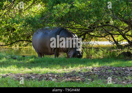Flusspferd (Hippopotamus amphibius) durch Wasser im Schatten eines Baumes Stockfoto