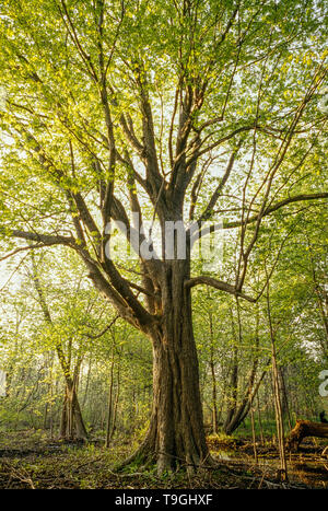 Alten Ahornbaum, Point-Pelee, Ontario, Kanada Stockfoto