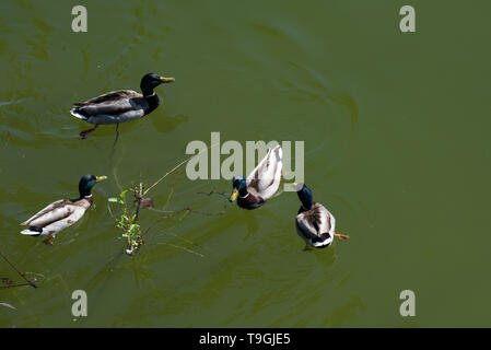 Luftaufnahme von mehreren Enten schwimmen durch einen Ast in das Wasser geworfen Stockfoto