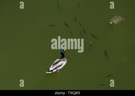 Luftaufnahme von Enten und Schildkröten schwimmen unter Fische Stockfoto