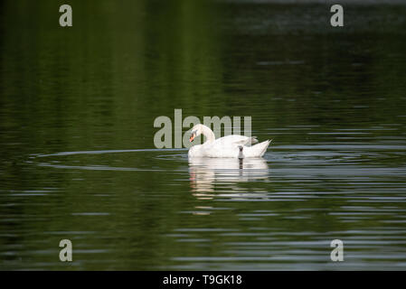 Ein höckerschwan Cygnus olor, schwimmt im See Stockfoto