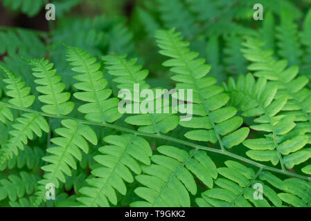 Farn Pteridium aquilinum Adlerfarn, Bremsfeder grüne Blätter Makro selektiven Fokus Stockfoto