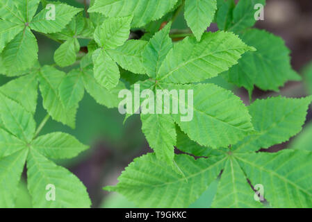 Spring Green Kastanienblätter closeup Stockfoto