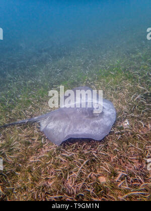 Stachelrochen, Hypanus americanus Schwimmen auf dem Meeresboden Ranguana Cay, Belize Stockfoto