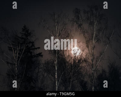 Vollmond durch den Wald scheint im Winter Stockfoto