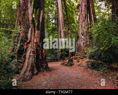 Wandern in der Hohen Küste Redwood Bäume Stockfoto