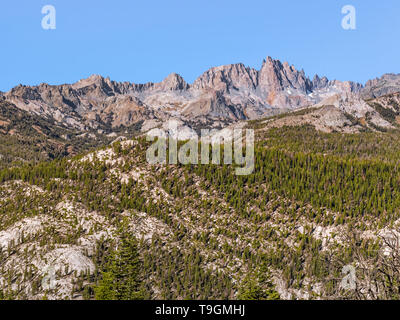 Pinien auf der schroffen Bergabhang in der östlichen Sierra Stockfoto