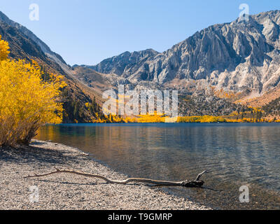 Fantastische Farben des Herbstes in der östlichen Sierra Berge Stockfoto