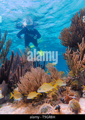 Frau Schnorcheln in Full Body Suit, Französisch grunzen, Haemulon flavolineatum,Lange Coco Plum Caye, Belize Stockfoto