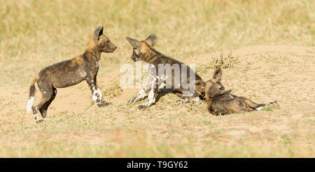 Drei wilden Hund Welpen spielen außerhalb ihrer Höhle, eine Festlegung, Ol Pejeta Conservancy, Laikipia, Kenia, Afrika Stockfoto