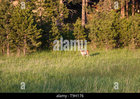 Ein weibliches Reh stehend die am späten Nachmittag shunshine am Rand von einem Pinienwald in South Dakota. Stockfoto