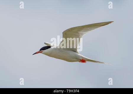 Rosenseeschwalbe im Flug, Sterna Dougallii auf Magra Islet, Far North Queensland Stockfoto