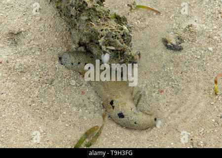 Sandy Schwarz Seegurke, Holothuria atra auf Magra Islet, Far North Queensland Stockfoto