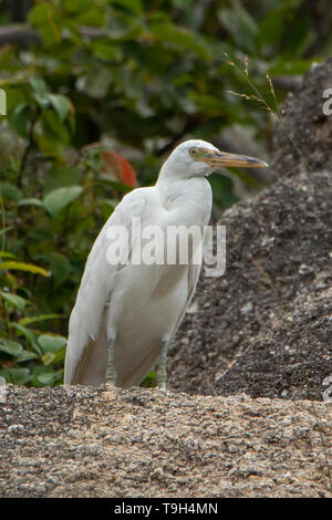 Östlichen Riff Egret, Egretta sacra auf Lizard Island, Queensland Stockfoto