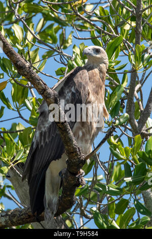 White-bellied Sea Eagle, Haliaeetus leucogaster, Liverpool Fluss, NT Stockfoto