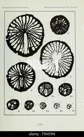 Korallen aus der Chouteau und ähnliche Formationen des Mississippi Valley Region Stockfoto