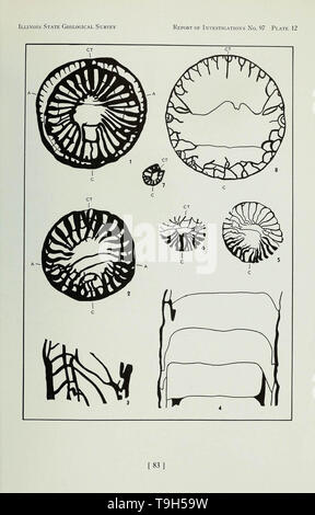 Korallen aus der Chouteau und ähnliche Formationen des Mississippi Valley Region Stockfoto