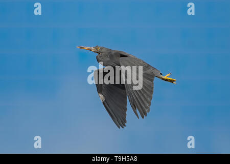 Östlichen Riff Egret, Egretta sacra am Loch in der Wand, NT Stockfoto