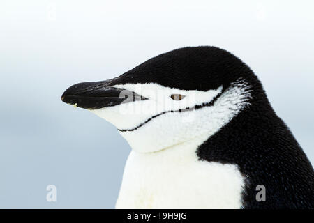 Eine Nahaufnahme portrait einer Zügelpinguin, Antarktis. Stockfoto