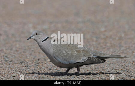 Eurasische Halstaube (Streptopelia decaocto), die am Boden läuft Stockfoto