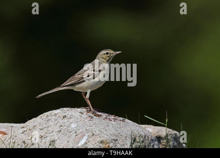 Waldpfeifenpipit, Anthus campestris, steht auf Stein Stockfoto