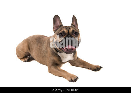 Französische Bulldogge liegen an der Kamera auf einem weißen Hintergrund suchen Stockfoto
