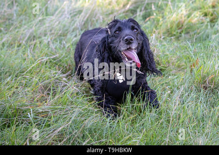 Happy Cocker Spaniel hund mit Zunge heraus hängen im Feld Stockfoto