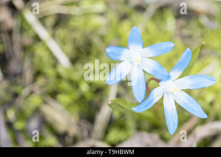 Blühende Blumen - schöne Blume auf bokeh Hintergrund isoliert Stockfoto