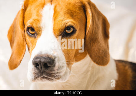 Adorable beagle Hund gegen grauen Hintergrund isoliert. Hund Hintergrund Stockfoto
