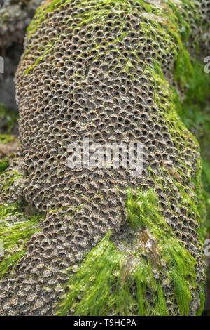 Ungewöhnliche suchen Tube - wie die Häuser der Wabe Worm/Sabellaria alveolata, die wächst auf felsigen Küste Felsen in der Tidenhub. Stockfoto