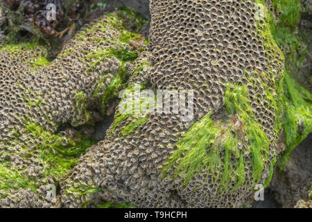 Ungewöhnliche suchen Tube - wie die Häuser der Wabe Worm/Sabellaria alveolata, die wächst auf felsigen Küste Felsen in der Tidenhub. Stockfoto