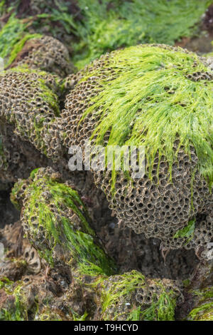 Ungewöhnliche suchen Tube - wie die Häuser der Wabe Worm/Sabellaria alveolata, die wächst auf felsigen Küste Felsen in der Tidenhub. Stockfoto