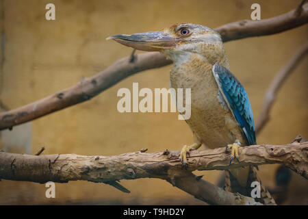 Blue-winged Kookaburra (dacelo Leachii) männliche Vogel Stockfoto