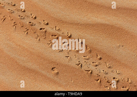 Eine Nahaufnahme der Eidechse Footprints Überfahrt in der Wüste Sand in den Vereinigten Arabischen Emiraten (VAE) Stockfoto