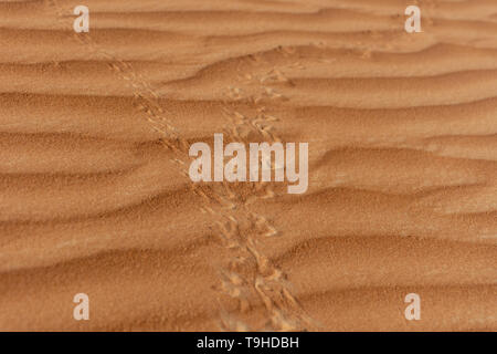 Eine Nahaufnahme der Eidechse Footprints Überfahrt in der Wüste Sand in den Vereinigten Arabischen Emiraten (VAE) Stockfoto