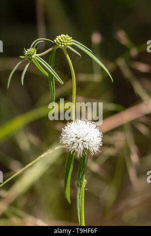 Echinops sphaerocephalus, blasse Globus - Thistle Stockfoto