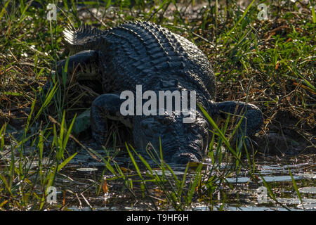 Saltwater Crocodile, Crocodylus porosus auf Yellow Waters, Kakadu NP, NT Stockfoto