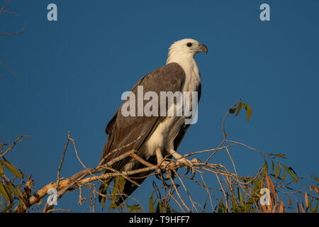 White-bellied Sea Eagle, Haliaeetus leucogaster auf Yellow Waters, Kakadu NP, NT Stockfoto