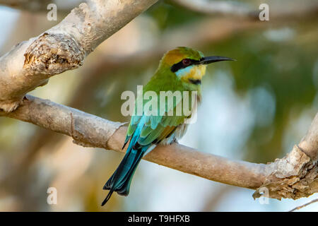 Rainbow Bienenfresser, Merops ornatus auf Yellow Waters, Kakadu NP, NT Stockfoto