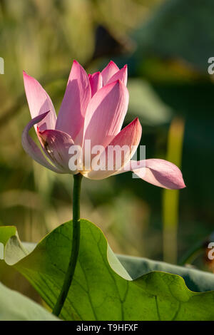 Heilige Wasser Lotus an Yellow Waters, Kakadu NP, NT Stockfoto