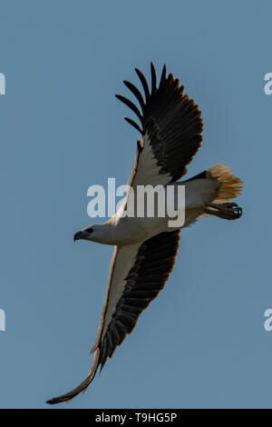 White-bellied Sea Eagle im Flug, Haliaeetus leucogaster auf Yellow Waters, Kakadu NP, NT Stockfoto