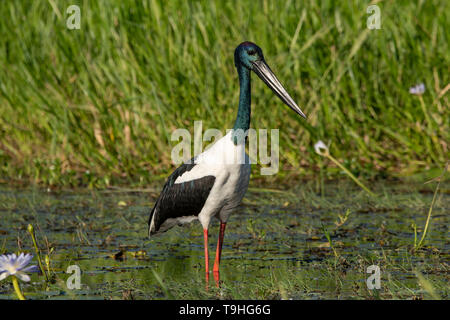 Black-necked Stork, Ephippiorhynchus asiaticus auf Yellow Waters, Kakadu NP, NT Stockfoto