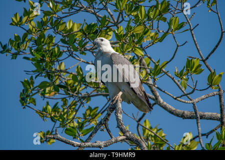 White-bellied Sea Eagle, Haliaeetus leucogaster auf Hinchinbrook Island, Queensland Stockfoto