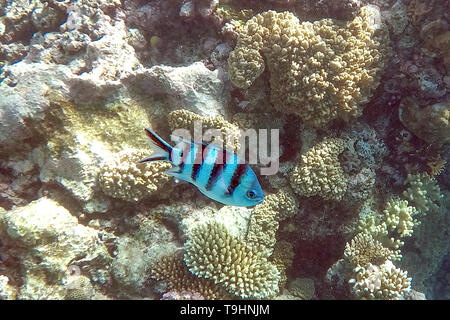 Scissortail Sergeant Fisch, Abudefduf sexfasciatus auf Entkommen Reef, Grear Barrier Reef, Queensland Stockfoto