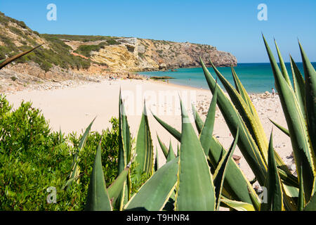 Felsen am Sandstrand Praia do Amado Strand, Portugal Stockfoto