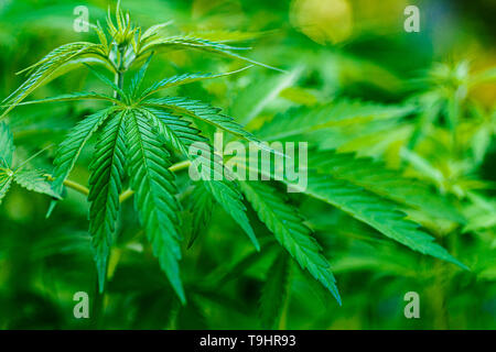 Cannabis Pflanzen wachsen. Reifen Marihuana Pflanze mit Knospen und Blätter. Textur von Marihuana Pflanzen. Hintergrund natürlich. Selektiver Fokus Stockfoto
