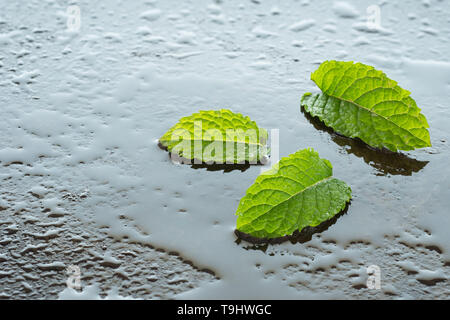 Grüne Minze Blatt hugo Minze (Mentha Spicata) mit Wasser in der Hintergrundbeleuchtung Stockfoto